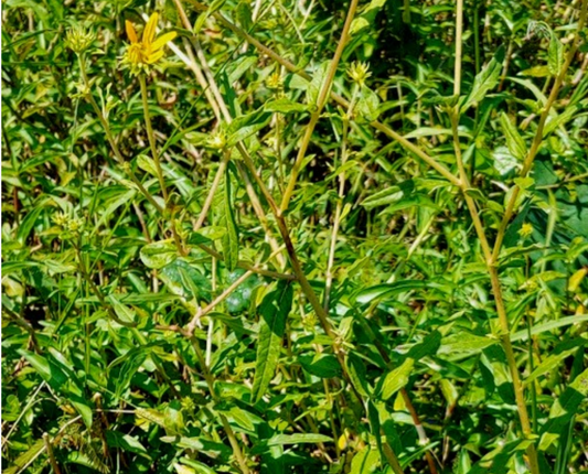 Florida Sunflower