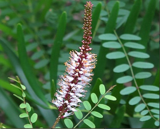 Cluster-Spike Indigo