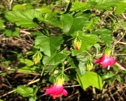 Fairy Hibiscus
