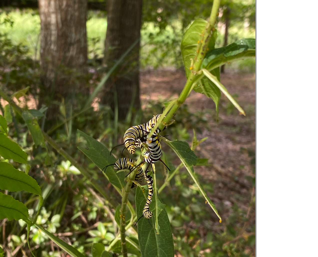 Monarch Milkweed Collection