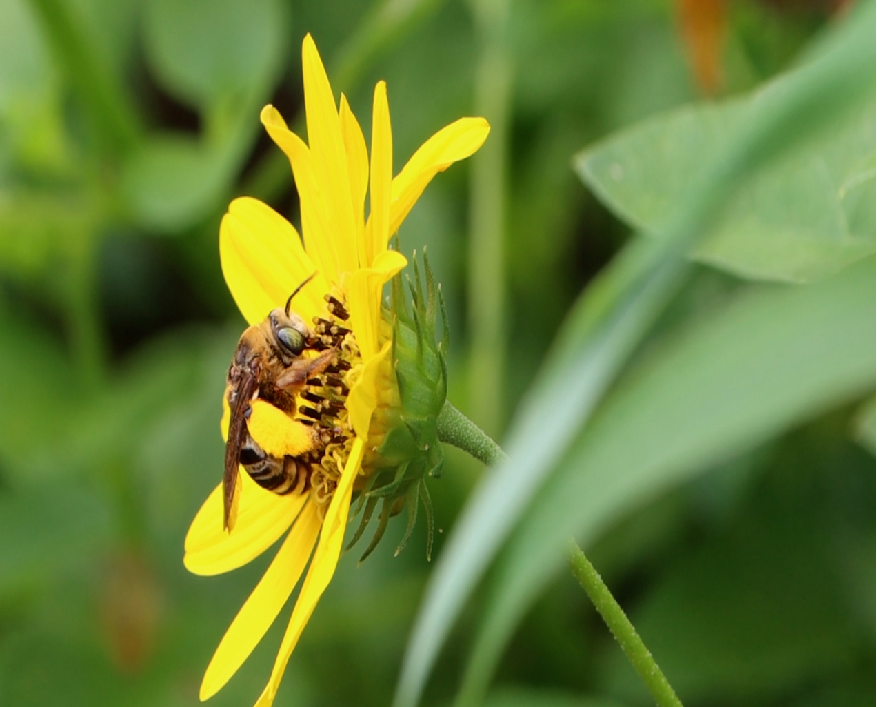 Florida Native Bee Collection