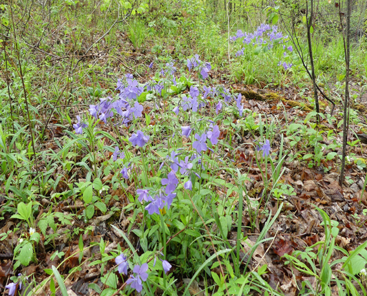 Woodland Phlox