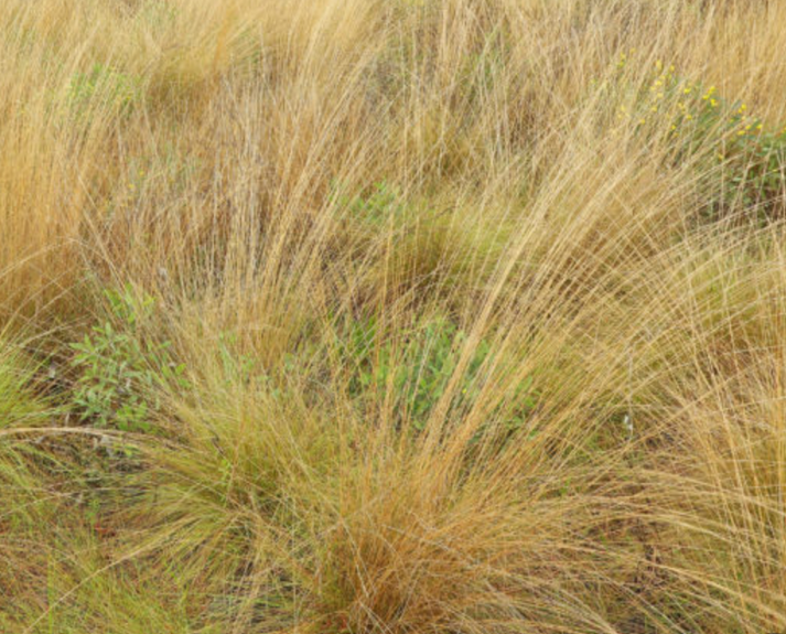 Wiregrass – Locally Flowered