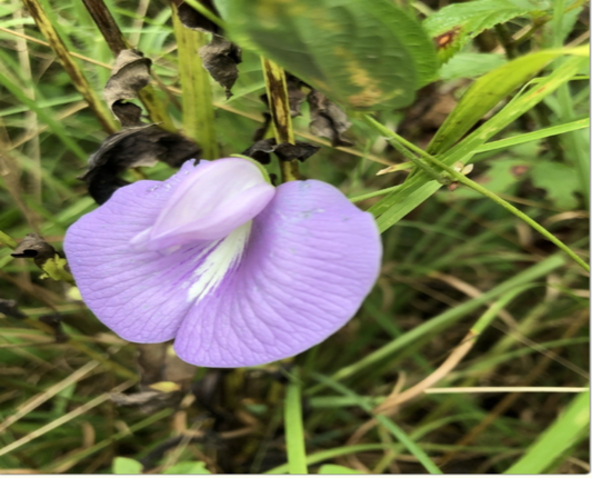 Spurred Butterfly Pea
