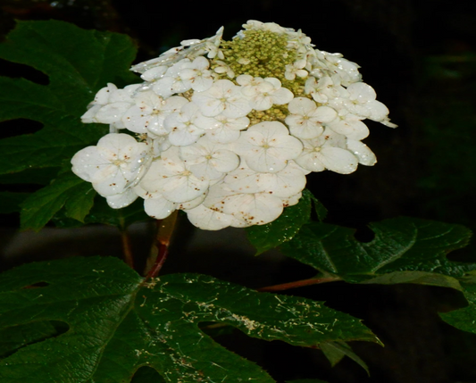 Oakleaf Hydrangea