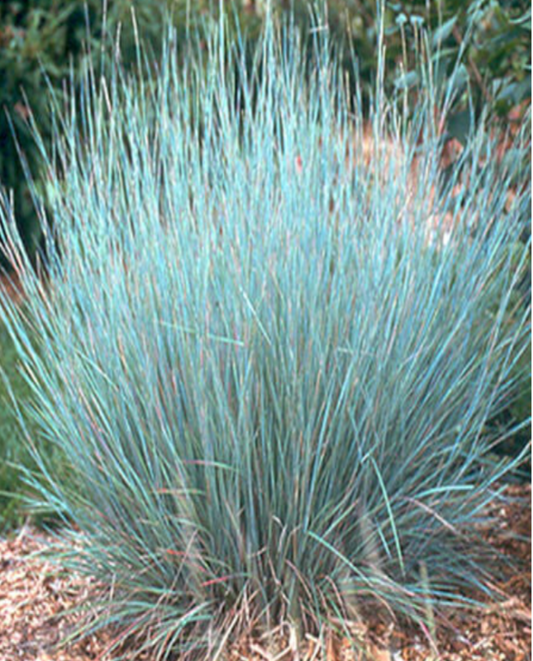Little Bluestem