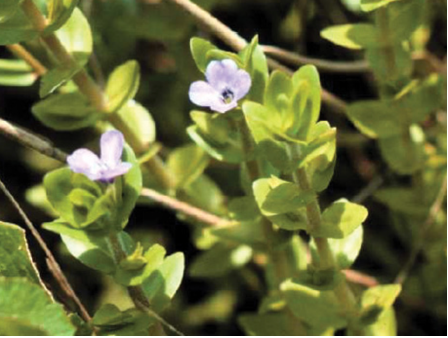 Lemon Bacopa