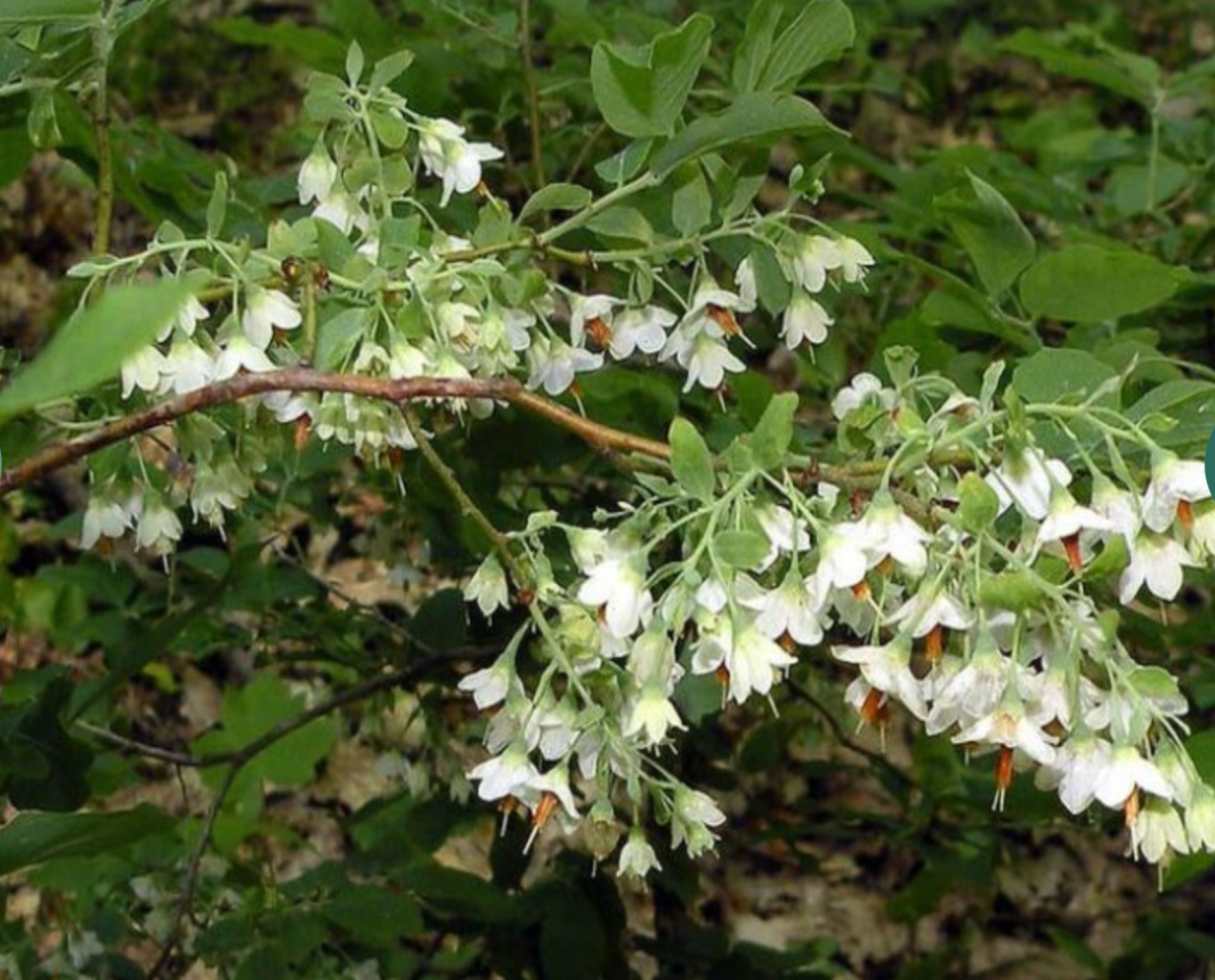 Highbush Huckleberry (Deerberry)