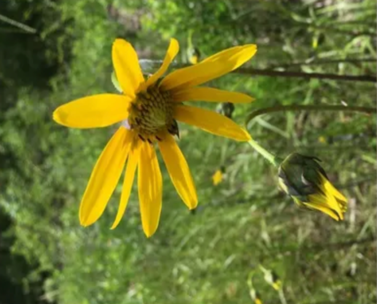 Lakeside/Flatwoods Sunflower