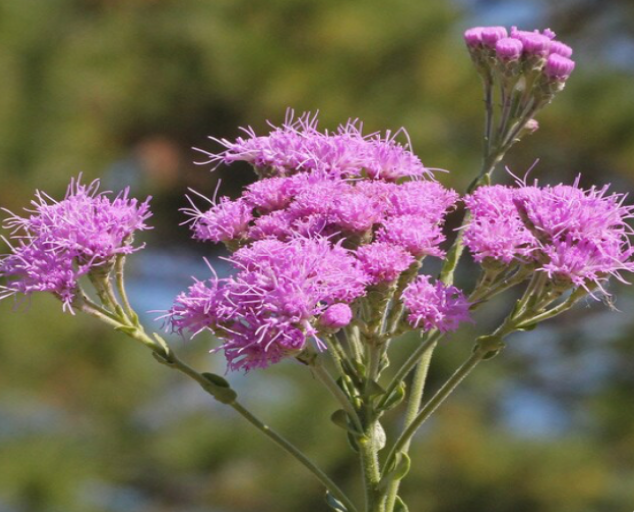 Florida Paintbrush (Chaffhead)