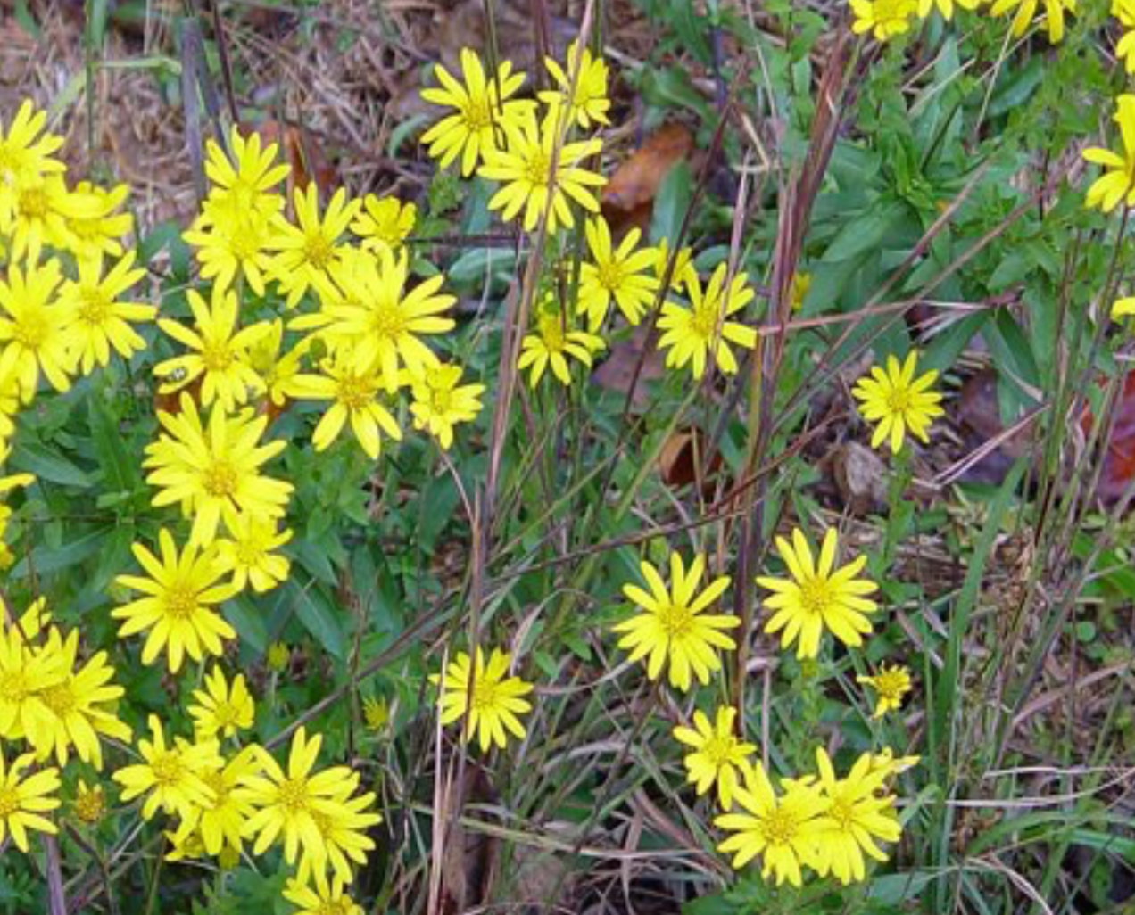 Maryland Goldenaster