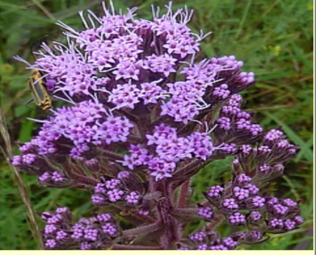 Deer-tongue (Hairy Trilisa)