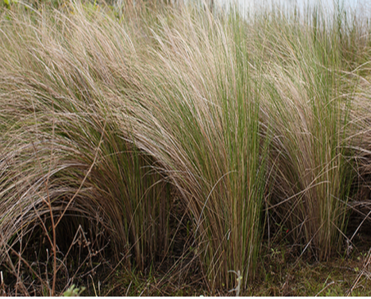 Sand Cordgrass