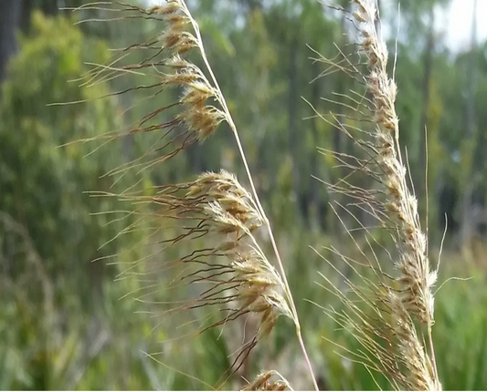 Lopsided Indian Grass