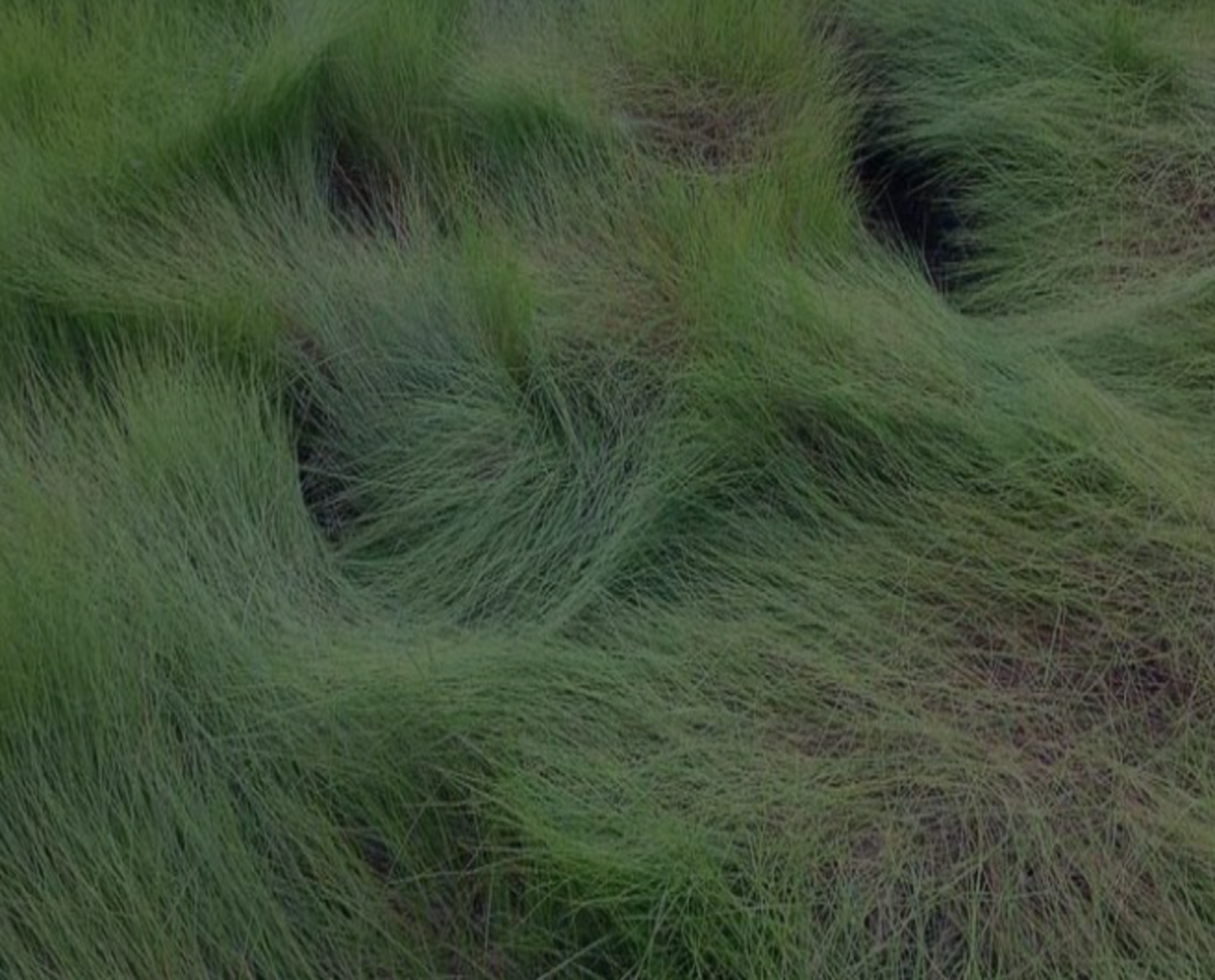 Saltmeadow Cordgrass