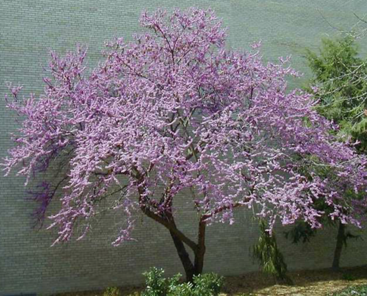 Eastern Redbud