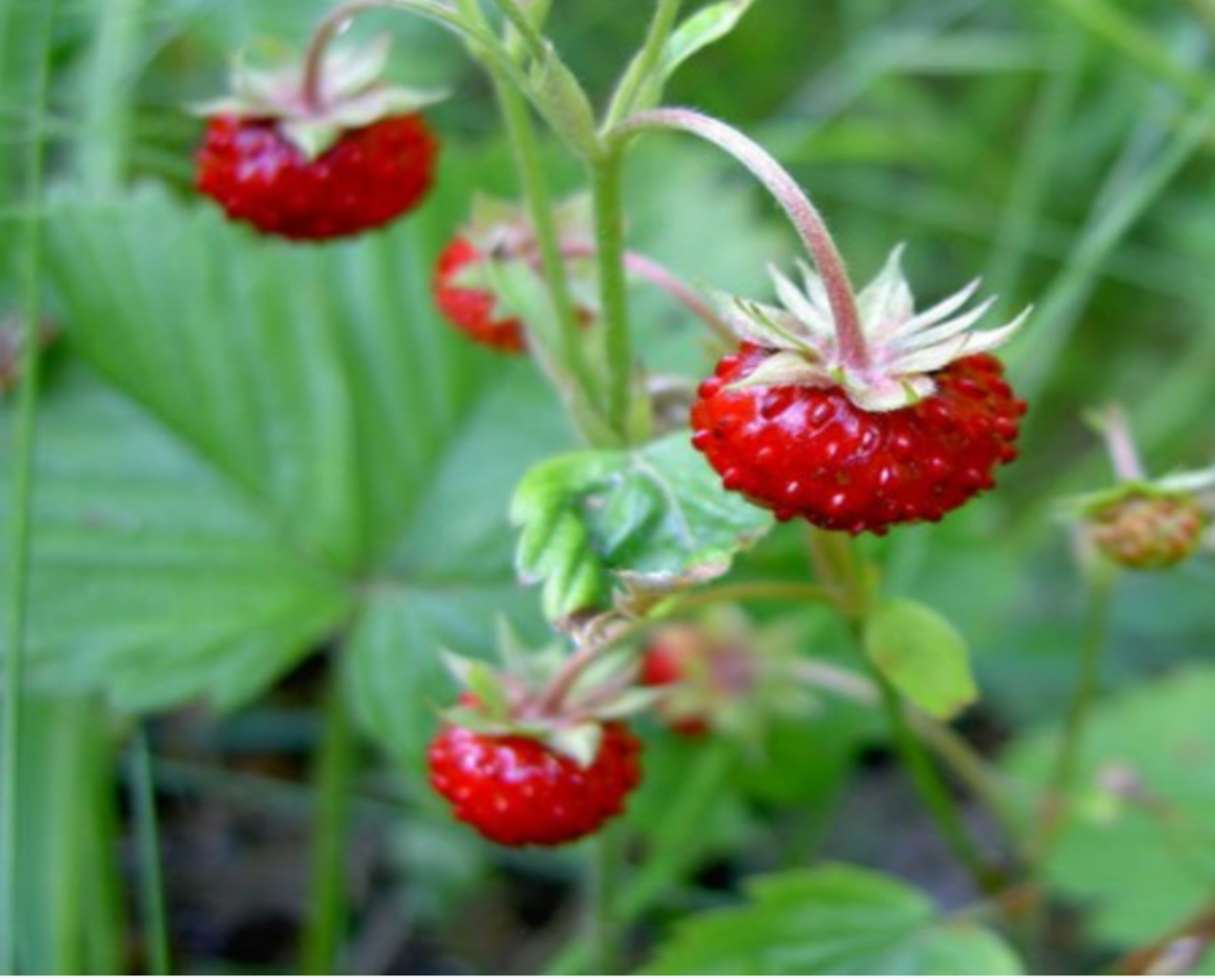 Wild Strawberry – Locally Flowered