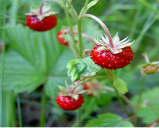 Wild Strawberry