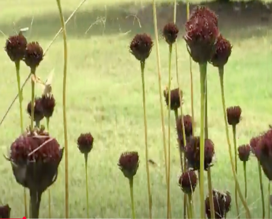 Rayless Sunflower