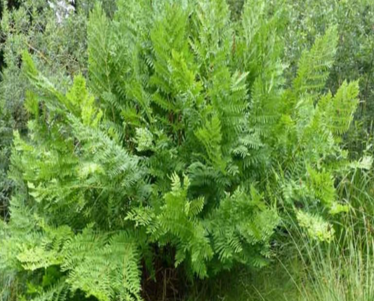 Royal Fern