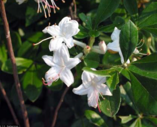 Swamp Azalea