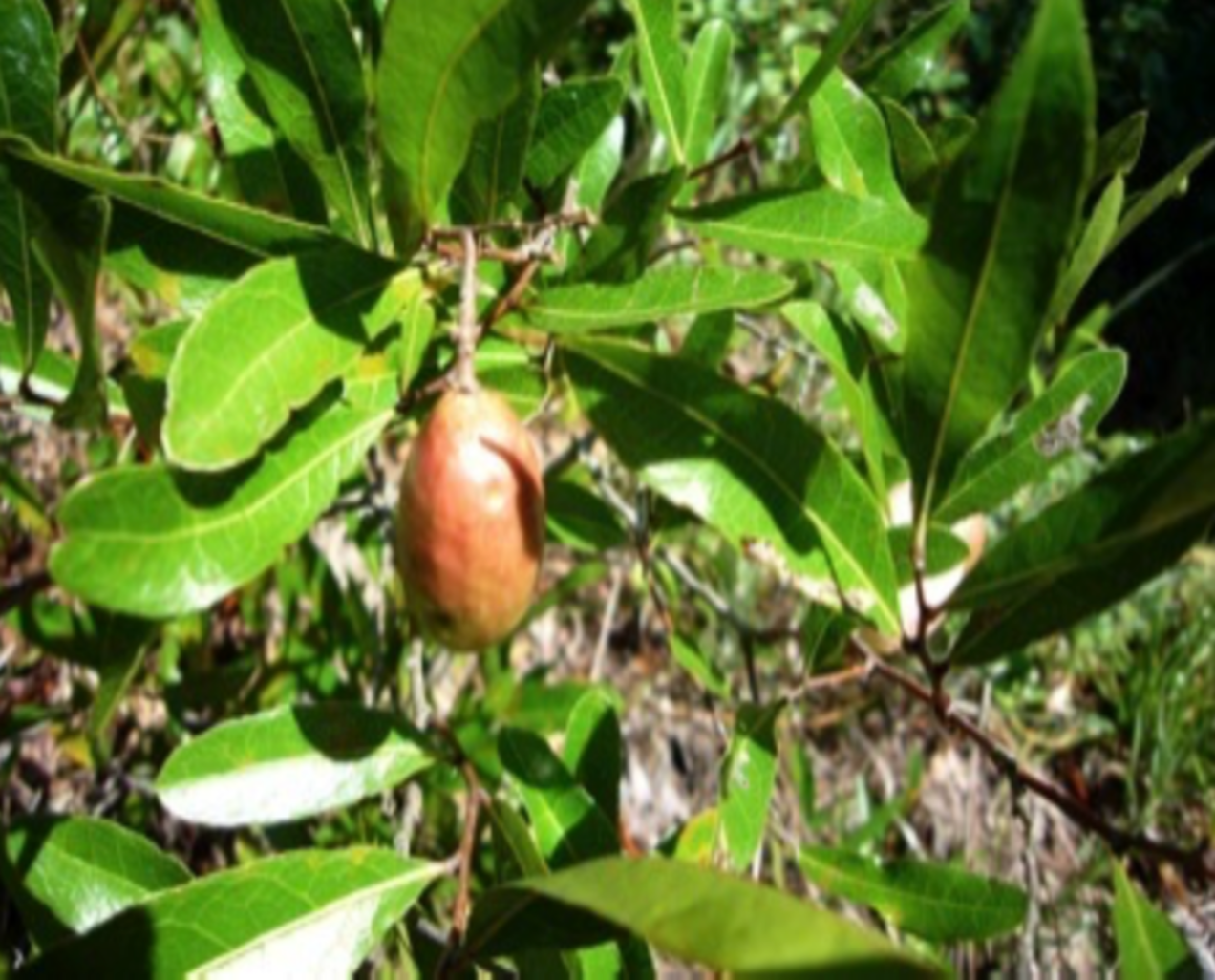 Gopher Apple