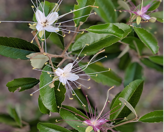 Jamaican Caper