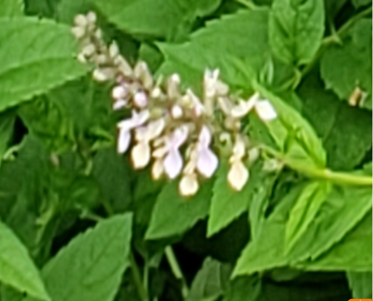 Wood Sage, Canadian Gerrymander