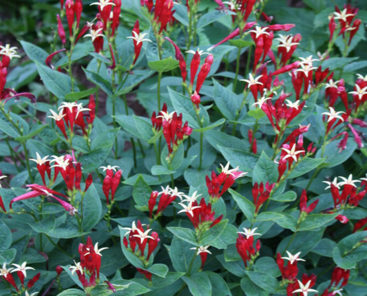 Woodland Pinkroot/Little Redhead