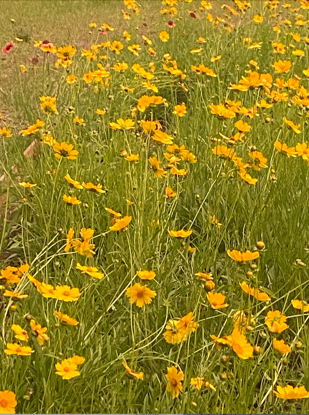 Locally Flowered Wildflowers And Native