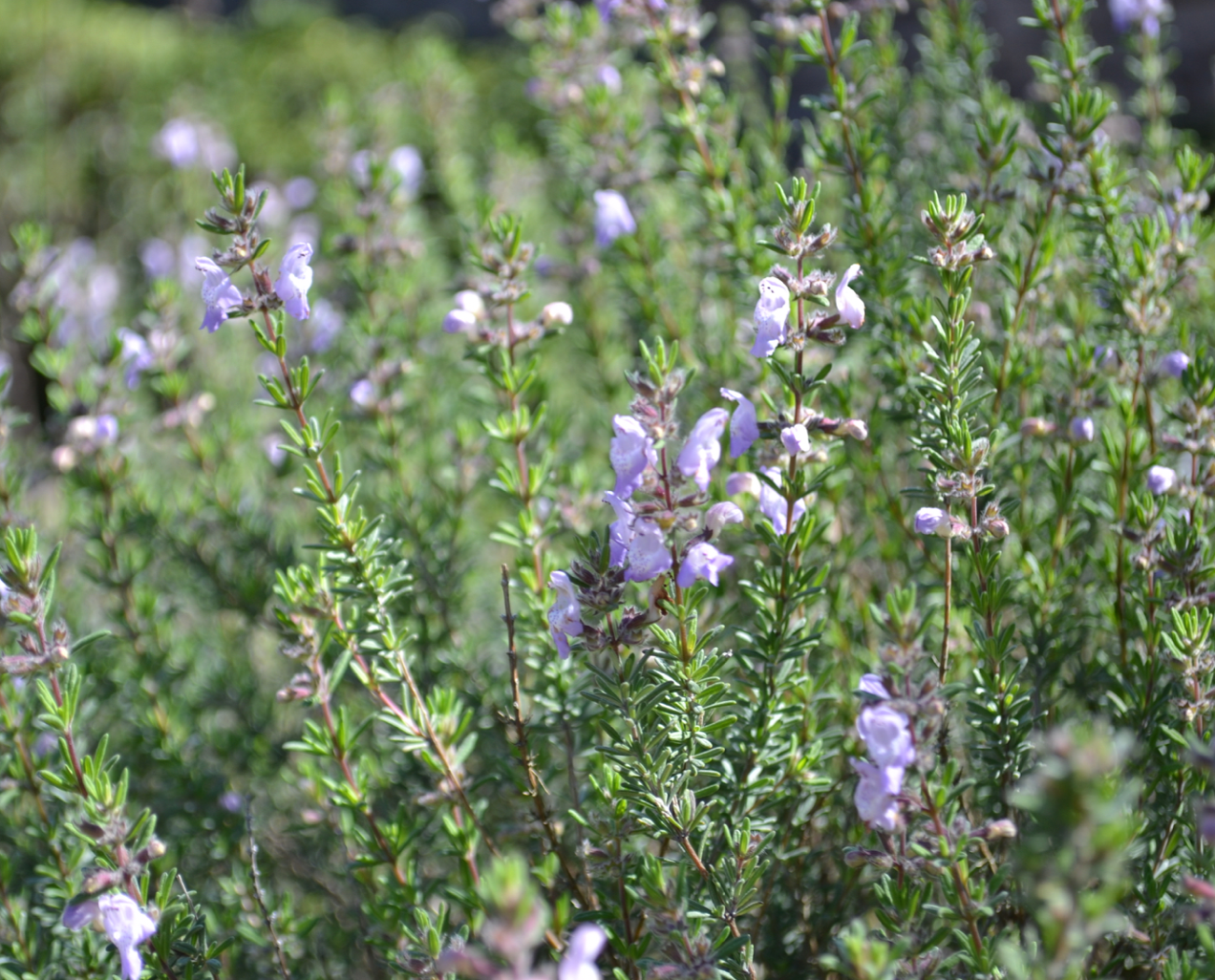 False Rosemary/Scrubmint