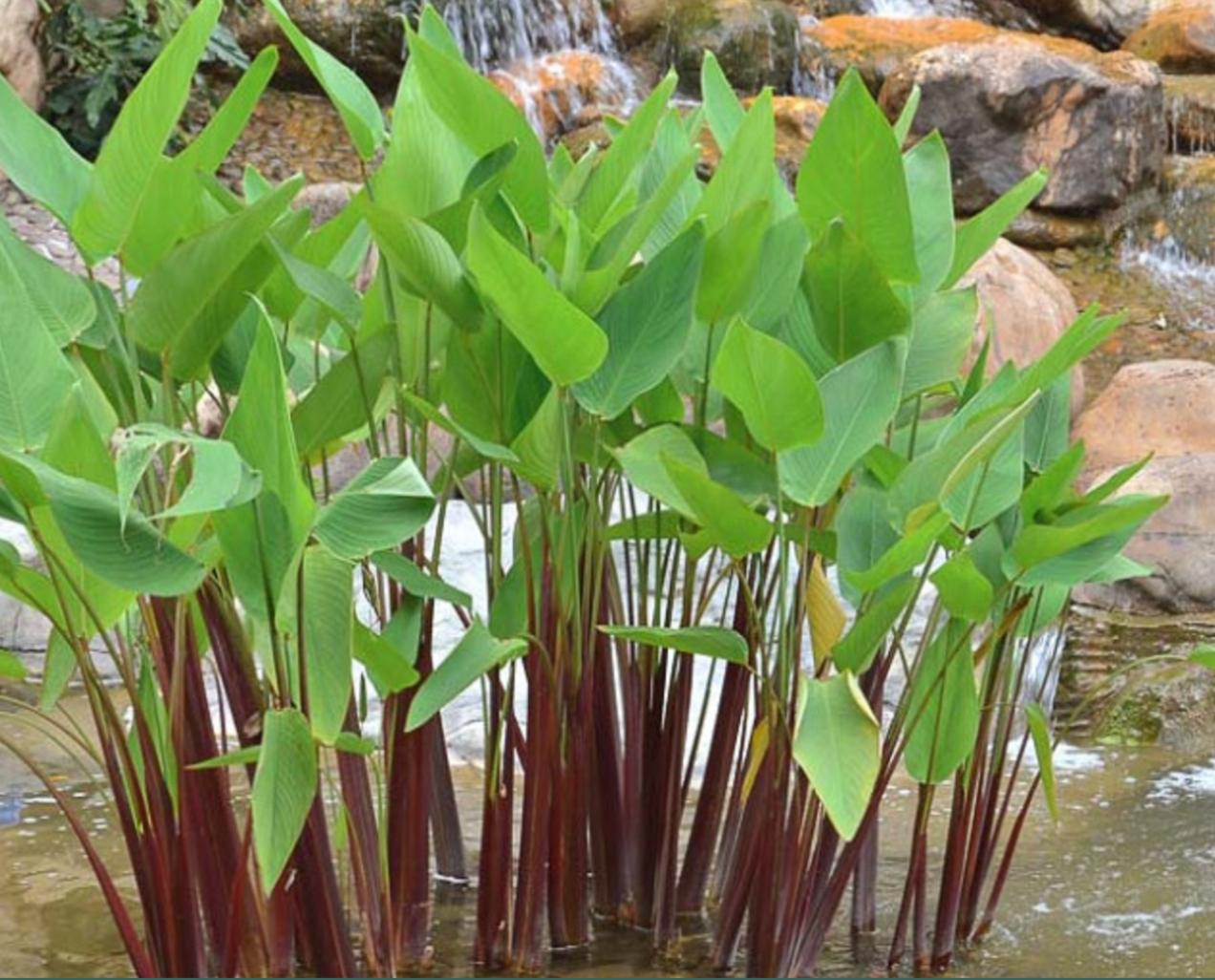 Wetland and Aquatic Plants