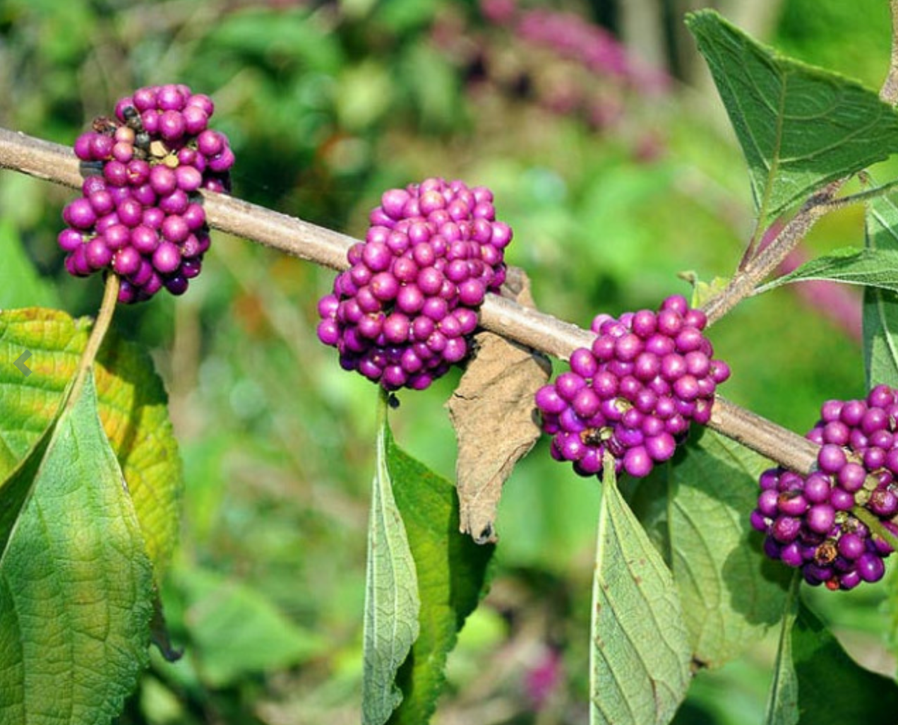 Shrubs/Trees