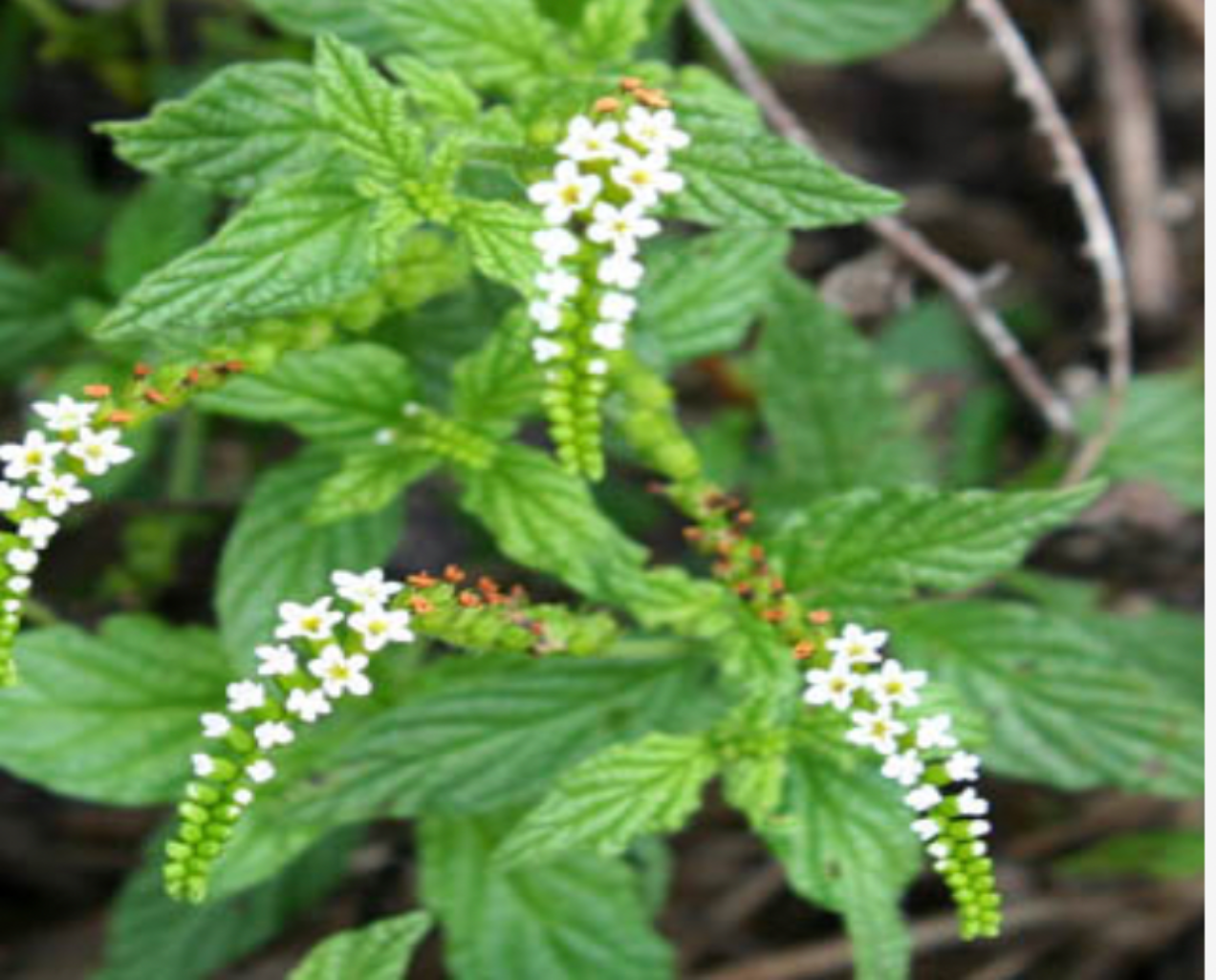 Scorpiontail Locally Flowered