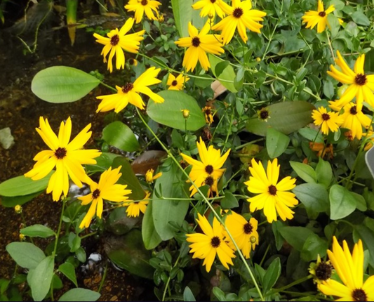 Fringeleaf Tickseed