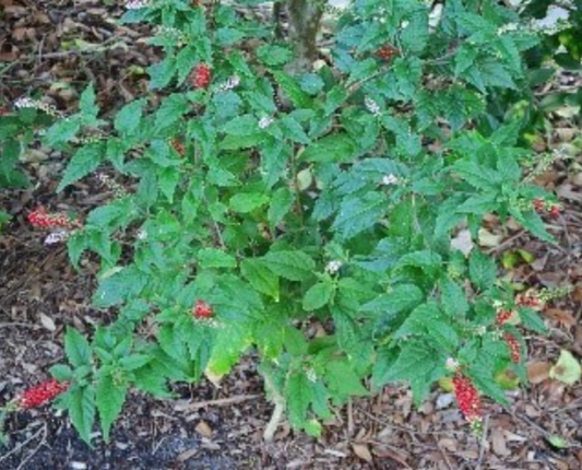 Rouge Plant