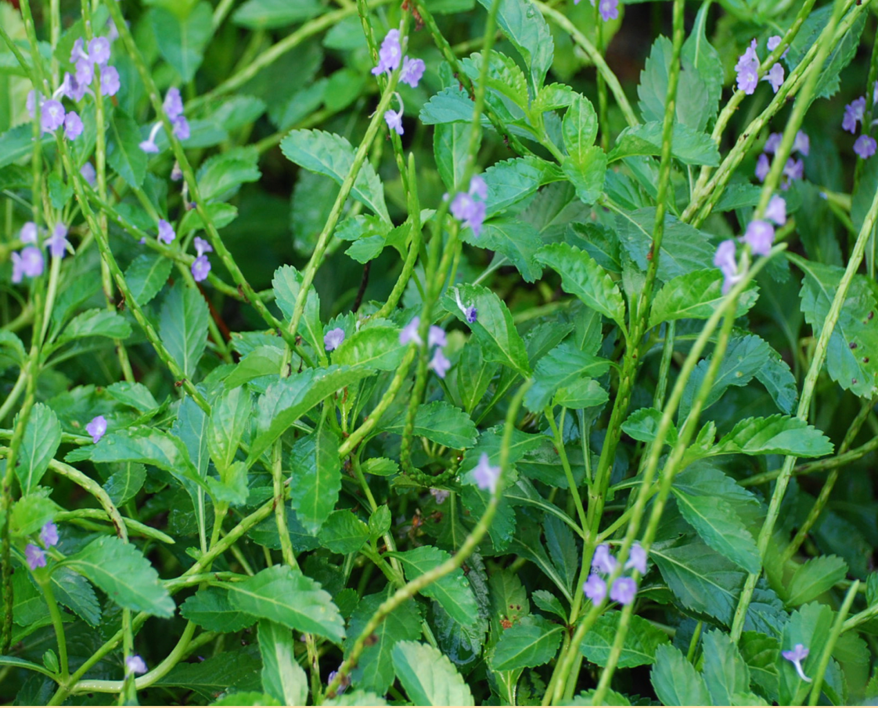 Blue Porterweed