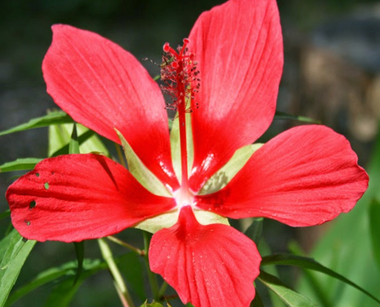 Rosemallow (Scarlet)