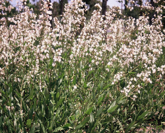 Manyflowered Beardtongue