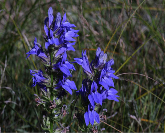 Blue Lobelia