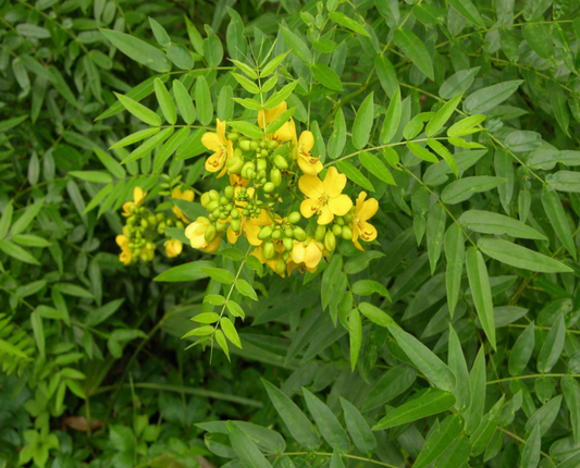 Privet Senna