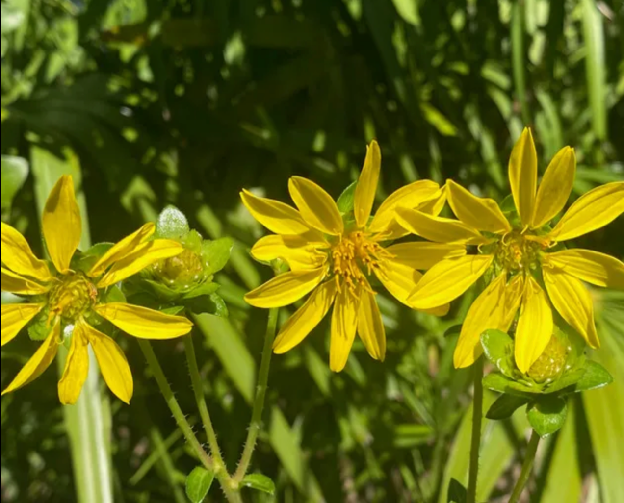 Starry Rosinweed Locally Flowered starry-rosinweed-locally-flowered