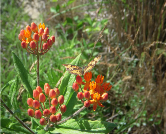 Milkweed Butterfly/Scrub